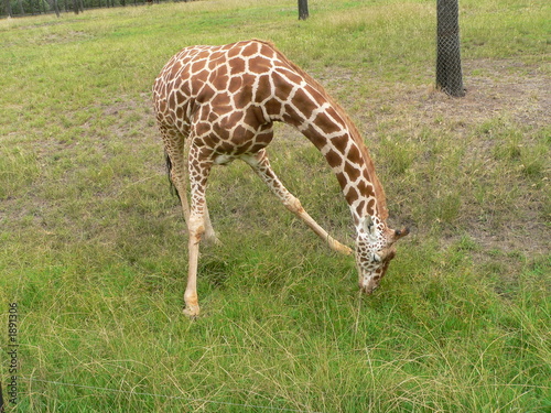 giraffe