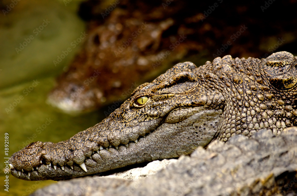 Naklejka premium crocodile