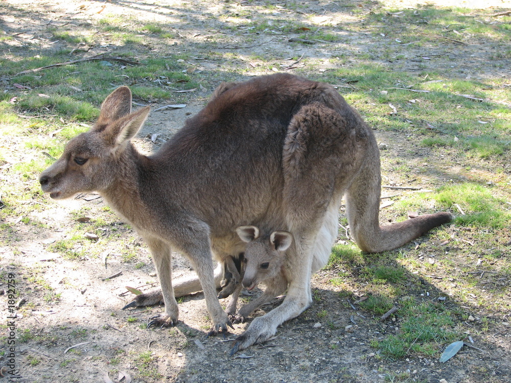 kangaroo and joey kangaroo and joey
