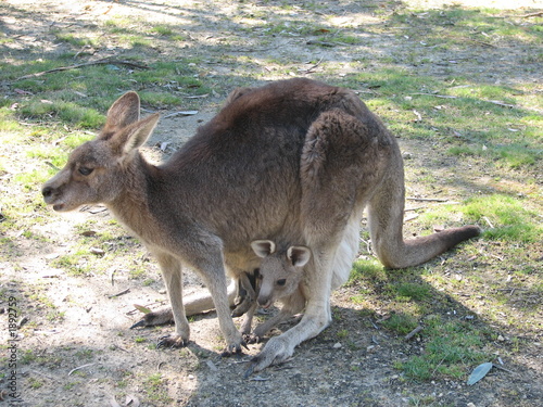 kangaroo and joey