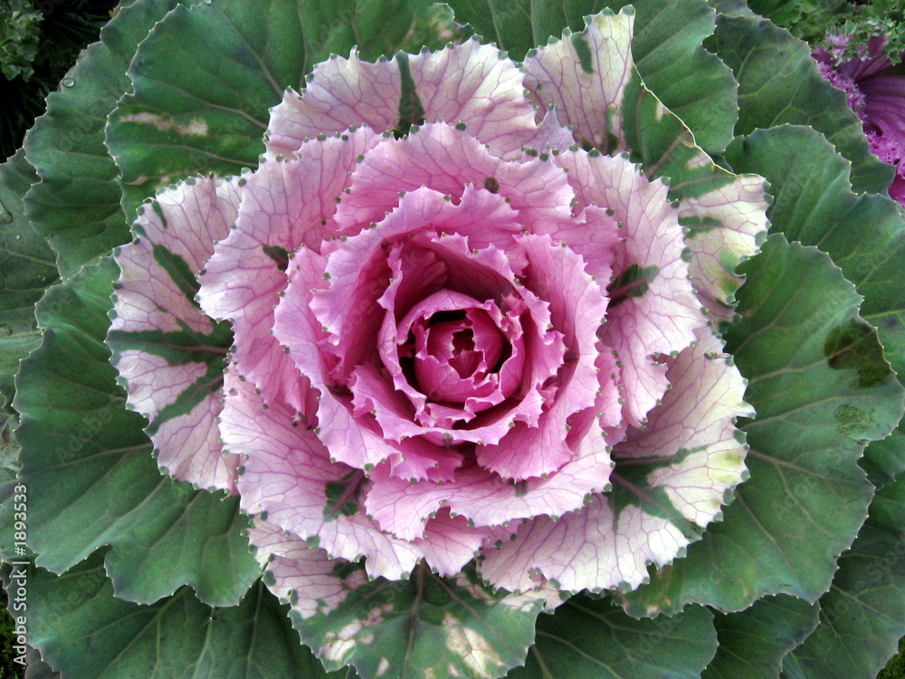 cabbage cabbage