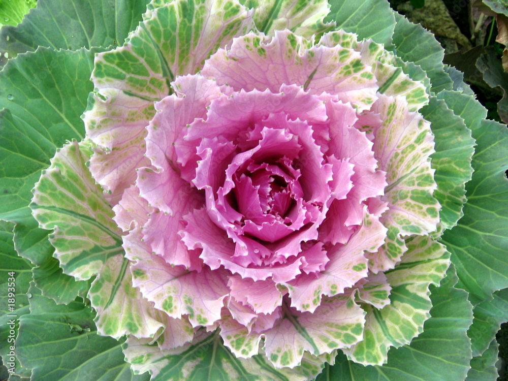 Obraz premium decorative cabbage