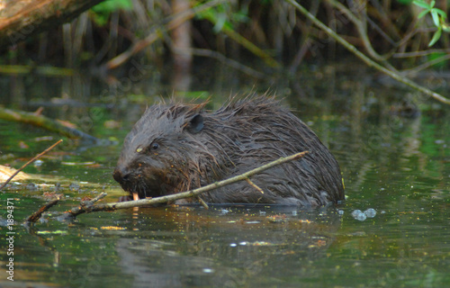 europan beaver(castor fiber)