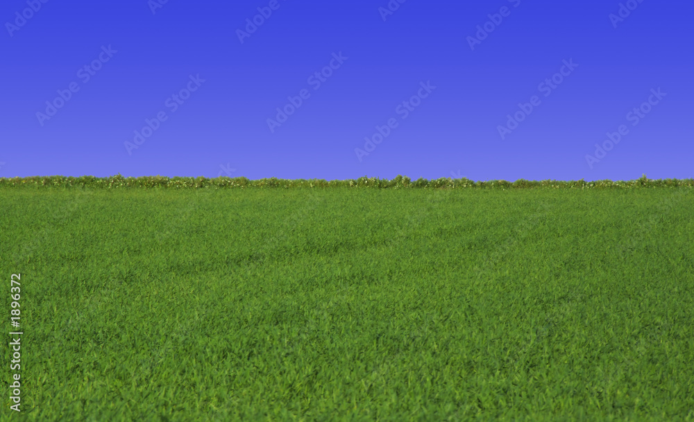 sky & grass