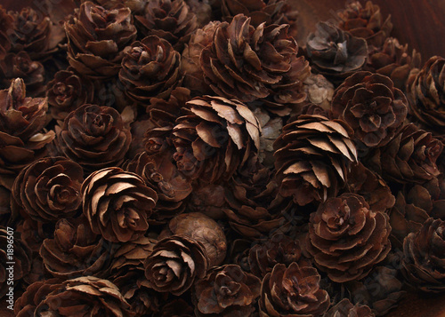 pine cones