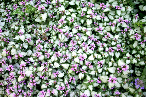 flowers and leaves