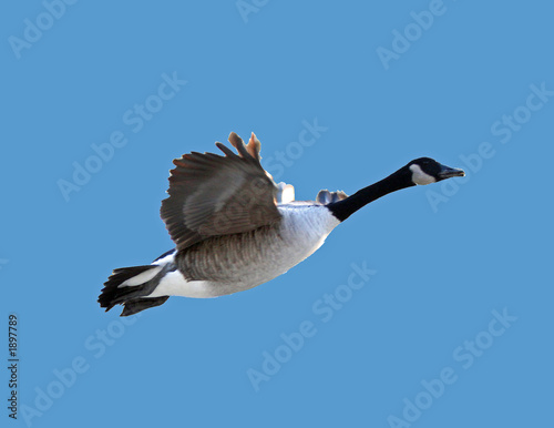 fly away