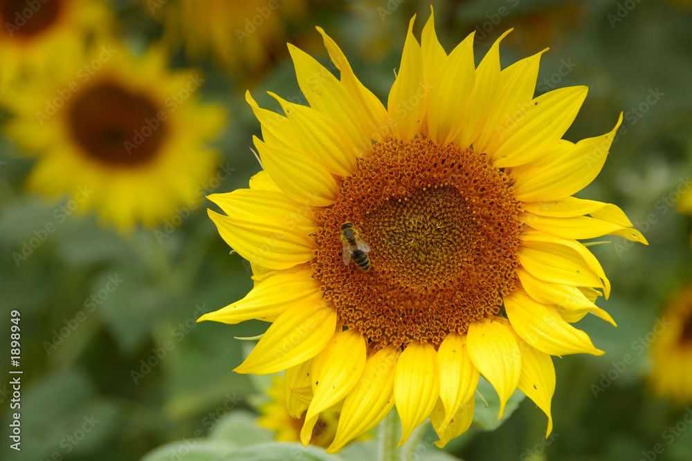 Fototapeta premium sunflower