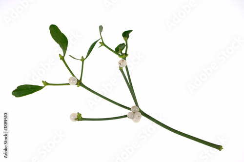 sprig of misletoe with berries
