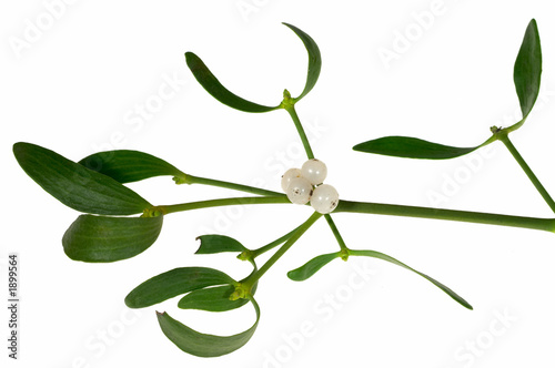 mistletoe sprig with berries and leafs