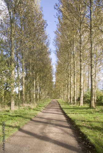 poplar trees