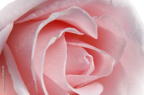 pink rose close up