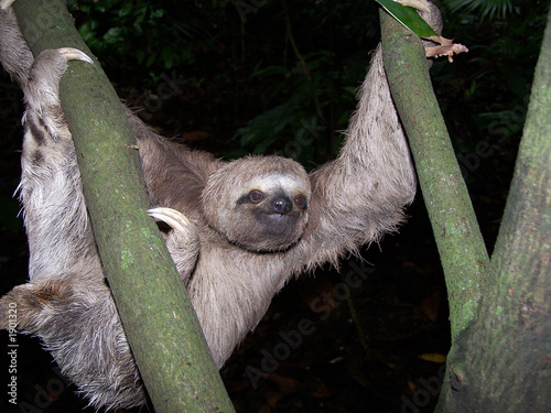sloth (choloepus didactylus) photo