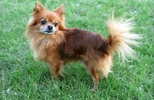 chihuahua - dog