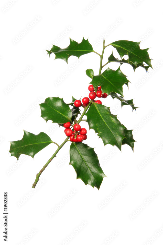 branche de houx branche de houx