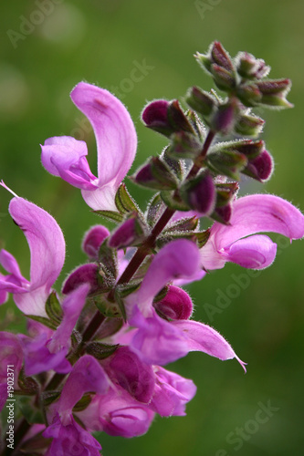 wiesensalbei