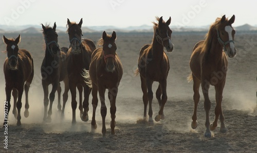 arabian horses