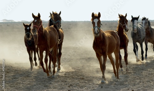 several arabian horses walking