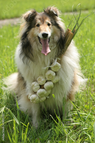 collie (dog) with garlic