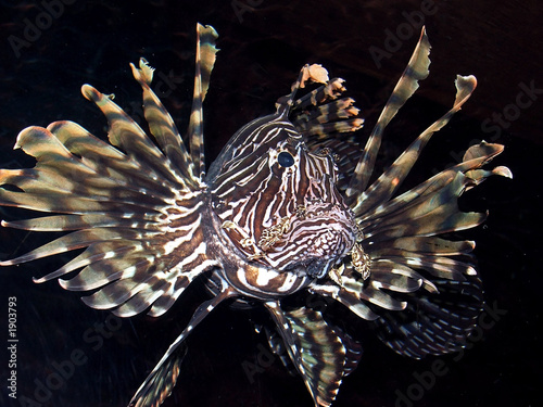 lionfish photo