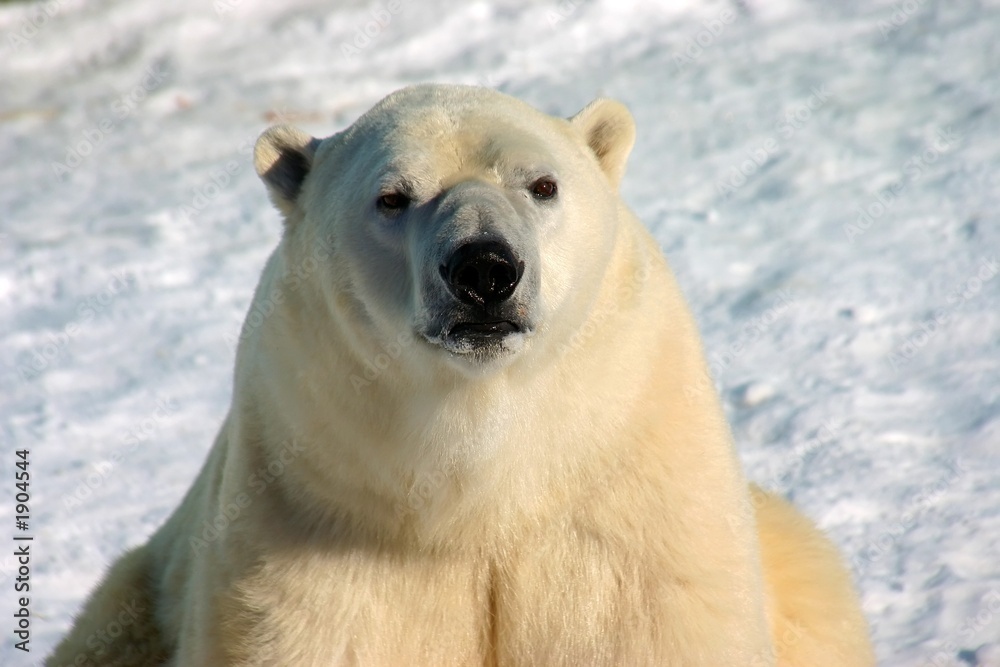 polar bear