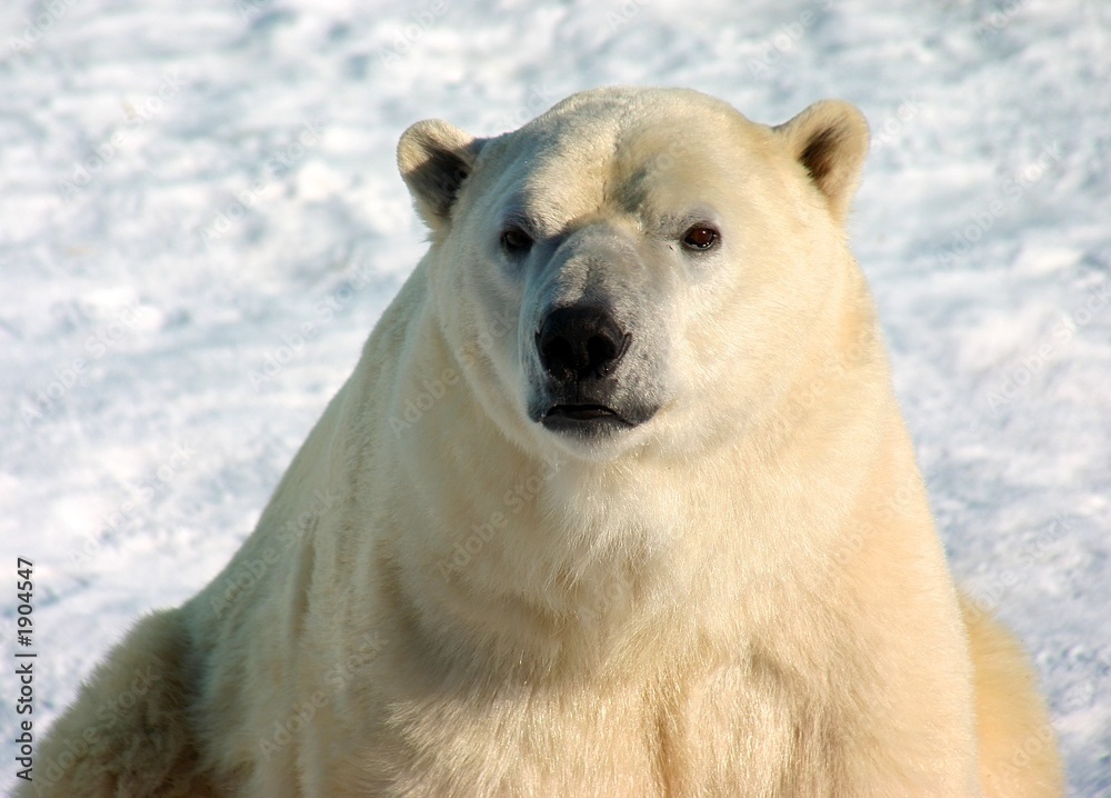 polar bear polar bear