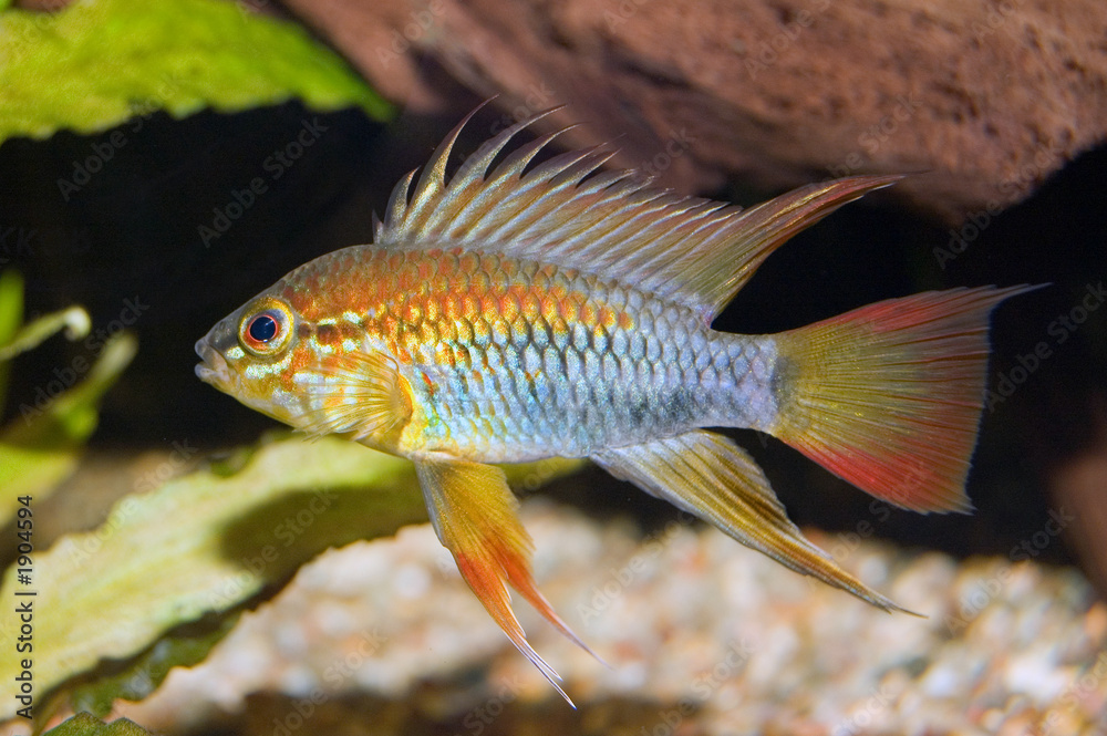 apistogramma viejita apistogramma viejita