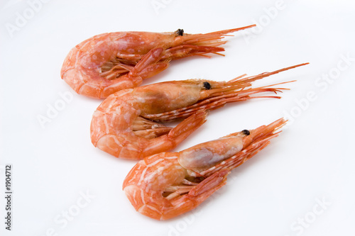 shrimp