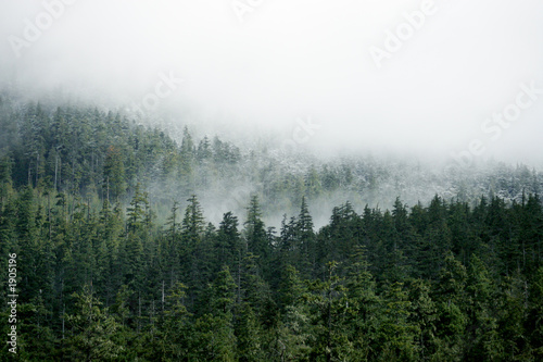 Fototapeta Naklejka Na Ścianę i Meble -  snow forest