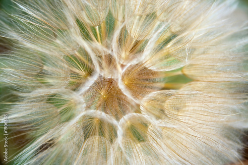 dandelion