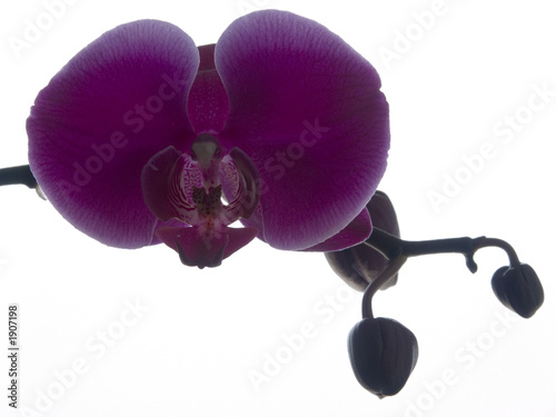 orchid