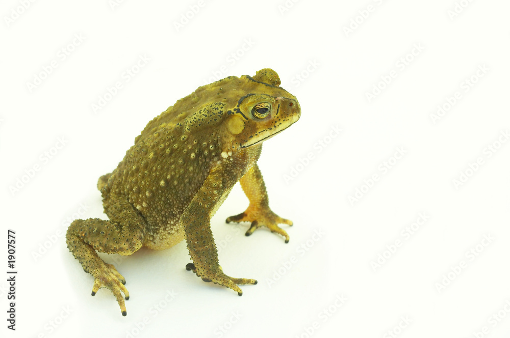 Fototapeta premium frog