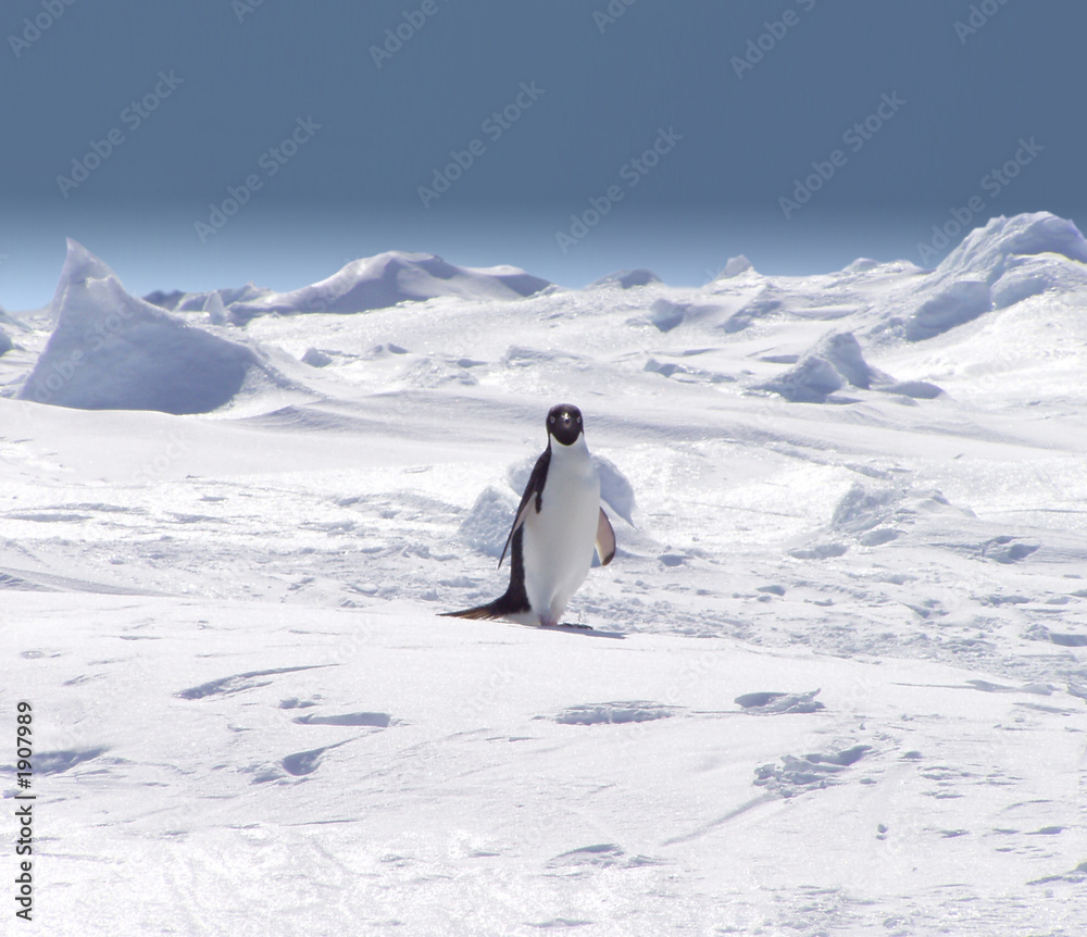 lonely penguin