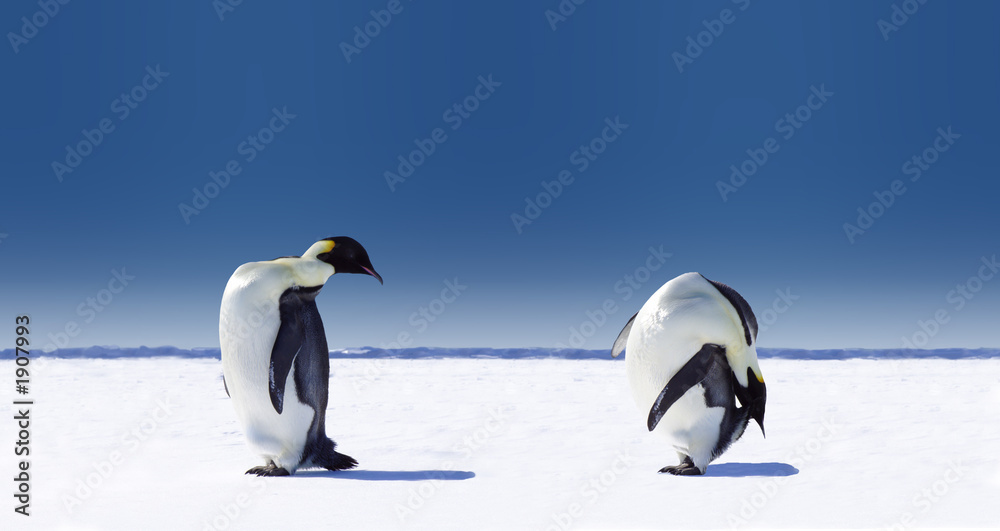 Obraz premium sporty pingwina