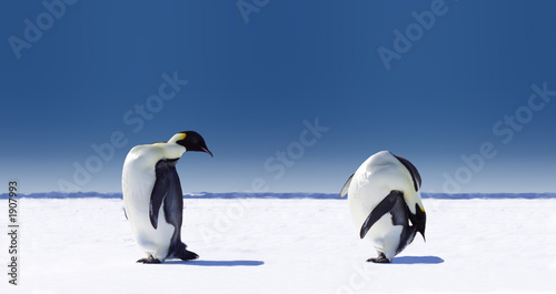 penguin sports