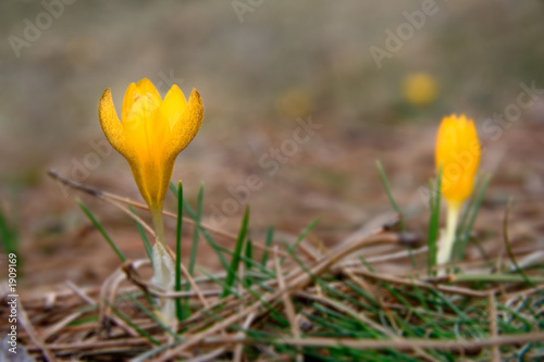 wild crocus flowers in the nature