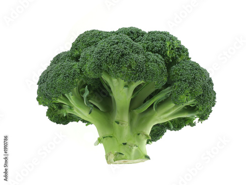 appetizing broccoli on pure white background