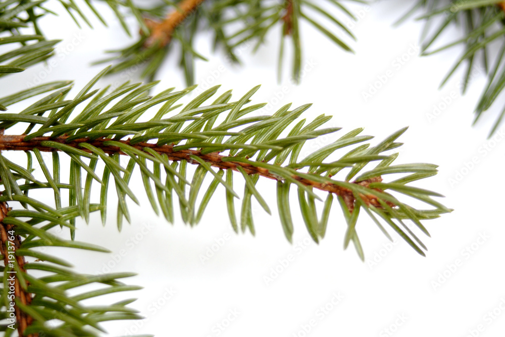spruce spruce