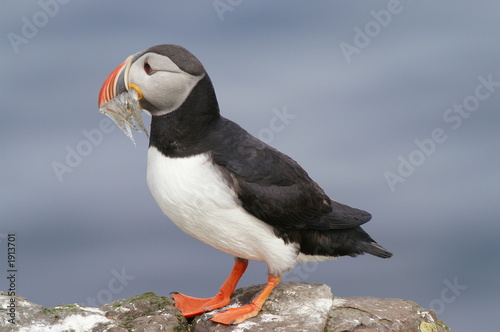 atlantic puffin © antoine perroud