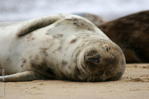 sleeping seal © rickbowden