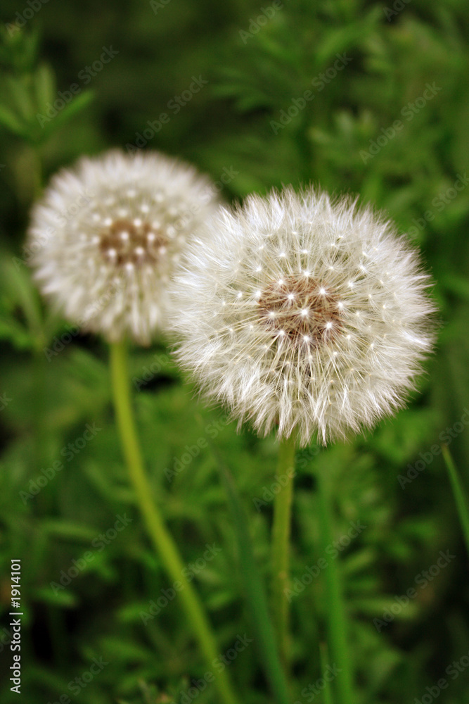 pusteblumen