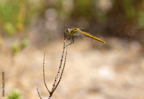 dragonfly