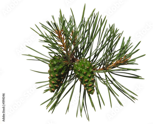 pine shoot with two cones
