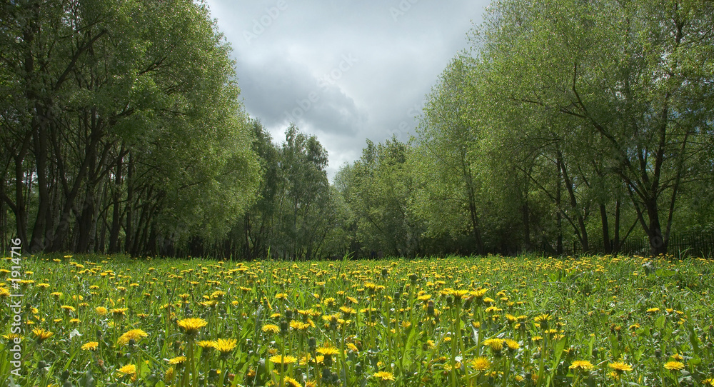 Obraz premium dandellion field in spring