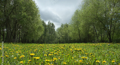 dandellion field in spring