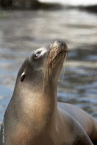 seerobbe in der sonne