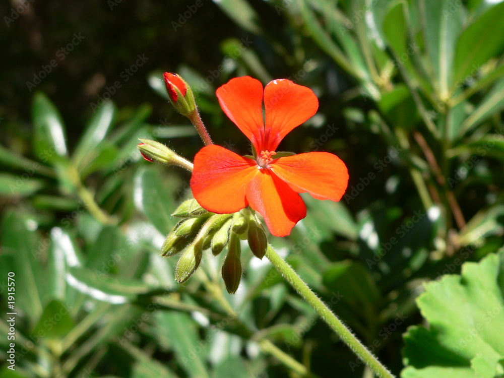 Obraz premium exotische blume