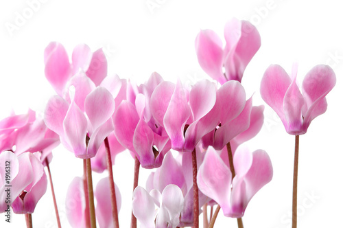 cyclamen flowers