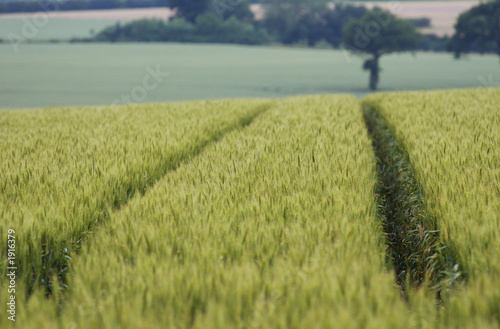 Fotografie, Obraz green wheat tracks