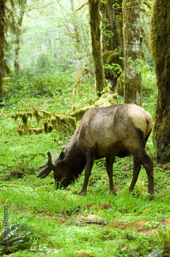 rainforest habitat